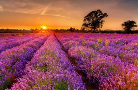 Lavender sunset - sky, fiery, beautiful, sunset, field, lavender