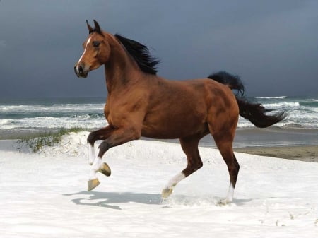 Horse on the Beach - animal, running, beach, horse