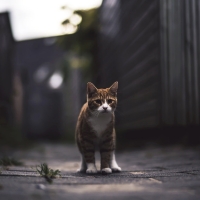 Alleyway Tabby