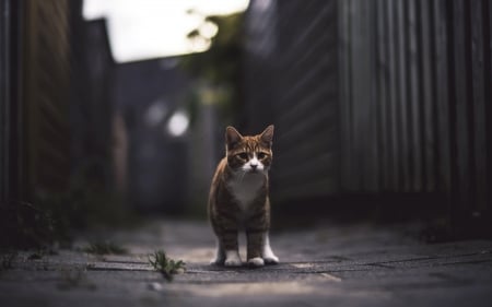 Alleyway Tabby - cats, animals, photography, alleyway