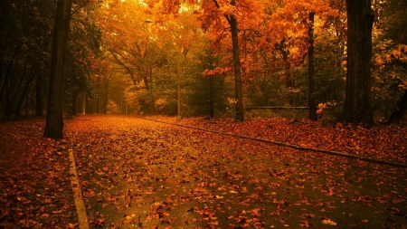 autumn - forest, trees, beauty, autumn