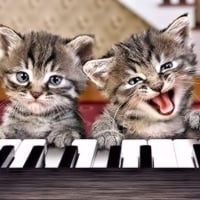 Kittens make Music