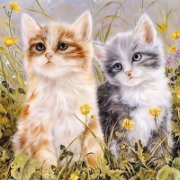 Cute Kitten