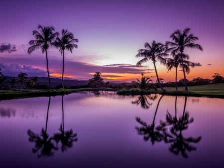 Sunset - purple, reflection, water, orange, summer, tree, sunset, palm