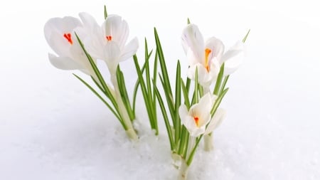 Crocuses - white, winter, spring, orange, crocus, snow, green