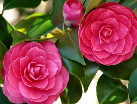 Double Camellia Japonica  - beautiful, photography, Camellia, beauty, romance, photo, love, flower, wide screen, floral