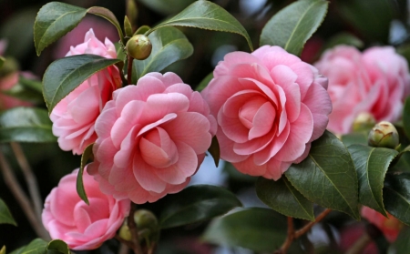 5 Camellias FC - wide screen, flower, camellia, beauty, beautiful, photo, love, romance, photography, floral