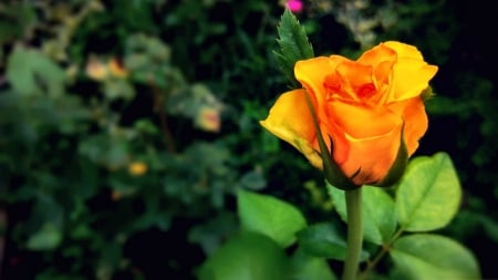 Yellow Rosebud - beautiful, photography, Camellia, beauty, romance, photo, love, flower, wide screen, Rose, floral