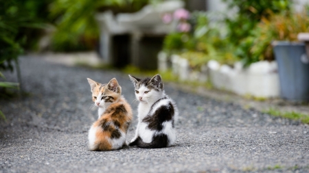 Kittens on the Street - animal, cat, road, kittens