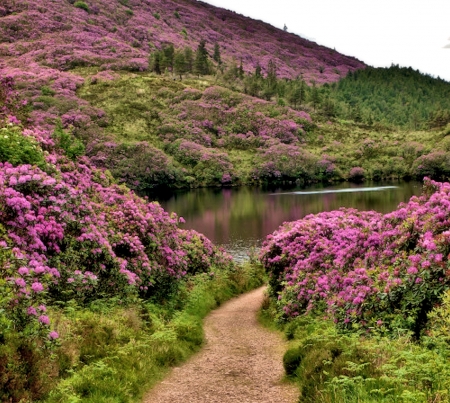 Bay Lough, Co. Tipperary, Ireland - nature, flowers, ireland, bay