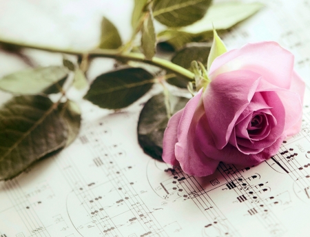 Roses - roses, music, Romantic, beautiful