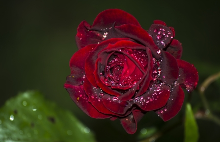 Roses - water drop, roses, red, beautiful