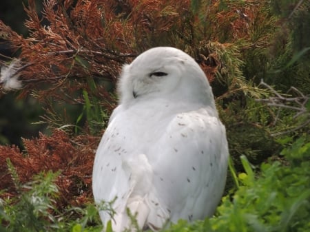 Snow Owl - winter adaptations, birds of prey, white birds, owls