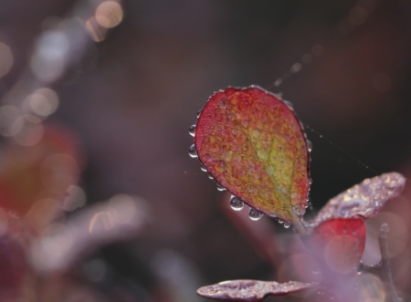 Autumn - nature, water, autamn, drops