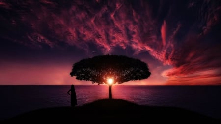 Sunset - nature, tree, sunset, girl