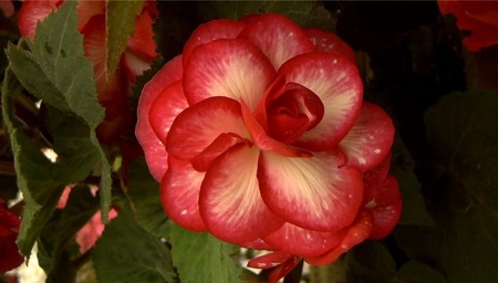 Amazing Rose - rose, flower, red, amazing