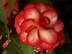 Amazing Rose