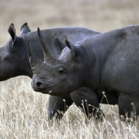 black rhino