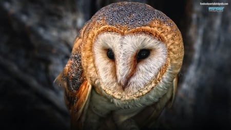 australian masked owl - australian, owl, bird, masked