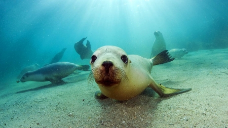 sea lions - seabed, seal, ocean, sea lion