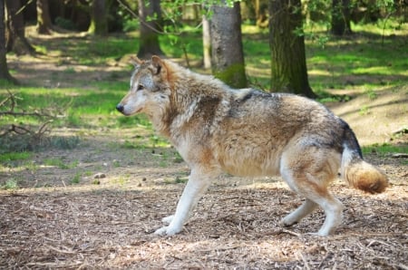 Grey Wolf - wolfpack, predator, wildlife, wolves