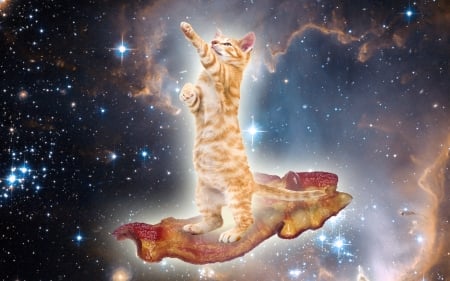 Catching stars - star, cosmos, ginger, flying, orange, cat, space, fantasy, animal, paw, funny, cute