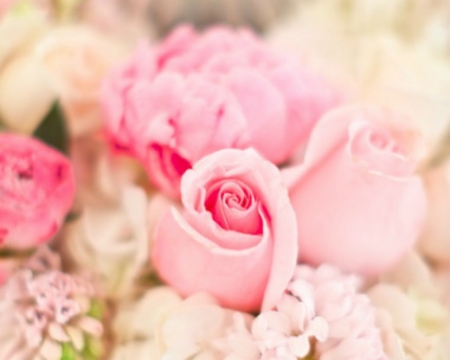 Lovely Pink - flowers, pink, rose, bloom