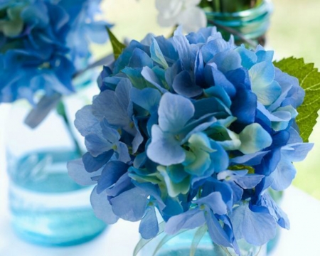 Lovely Blue - flowers, petals, bloom, blue