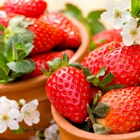 Strawberries