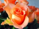 Orange Roses