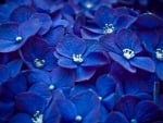 Blue flowers