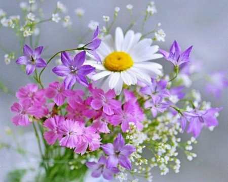 Lovely Flowers - bloom, flowers, white, purple, petals, pink