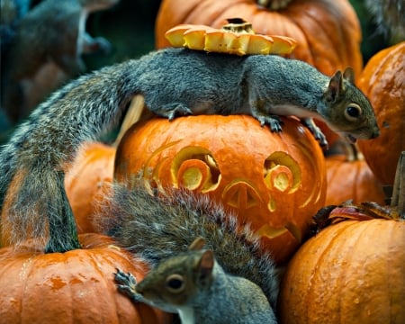 Curious squirrels - max ellis, animal, funny, squirrel, cute, halloween, orange, pumpkin