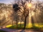 sun beams through trees by a countryside road hdr