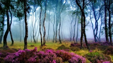 Misty forest - trees, forest, woods, beautiful, fog, wildflowers, mist