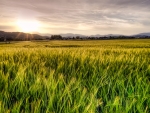 green wheat field at sunset hdr