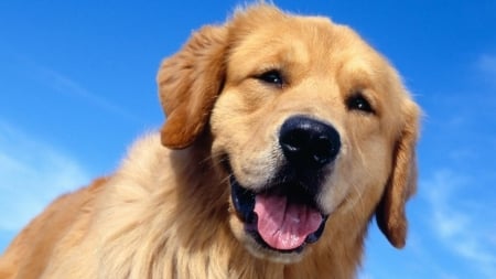 golden retriever the best companion