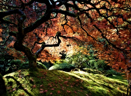 Autumn Light - tree, nature, light, autumn