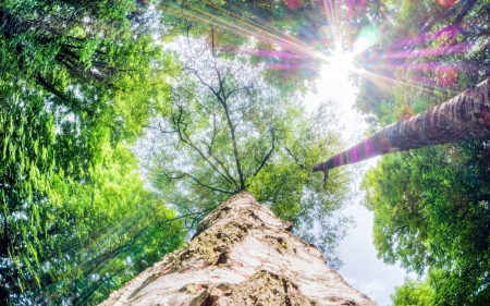 a shot of sun light from above - trunk, rays, bark, forest, tall, sun