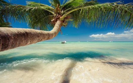 Beautiful Palm Tree Over Caribbean Sea - beach, palm tree, paradise, sailboats, summer, tropical, beautiful, clouds, sand, sea