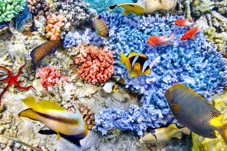 World of Fish - coral, fish, animals, nature