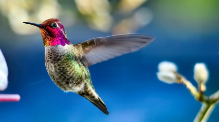 Anna's Hummingbird F1 - wildlife, wide screen, photography, bird, avian, hummingbird, beautiful, animal, photo