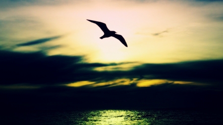 Seabird - nature, sky, ocean, bird