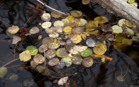 Aspenleaves in a stream - autumn, photography, aspenleaf, stream, water, leaf, wallpaper, wood, nature, abstract, fall, forest, river, leaves