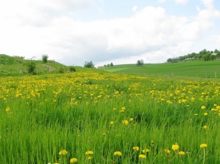 Dandelion Field - field, house, coulds, trees