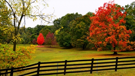 Autumn Park - colorful, forest, trees, road