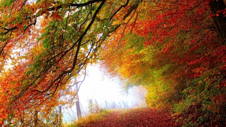 Autumn Forest - park, fall, forest, trees