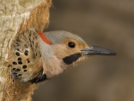 Woodpecker