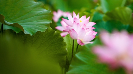 Lotus - leaves, lotus, flower, pink