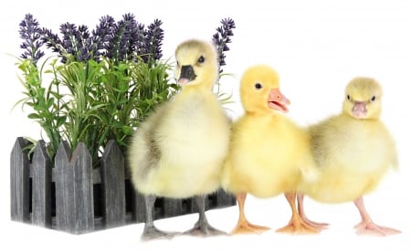 Golden cuties - flower, purple, black, gooseling, yellow, easter, white, fence, golden, ducklings, green